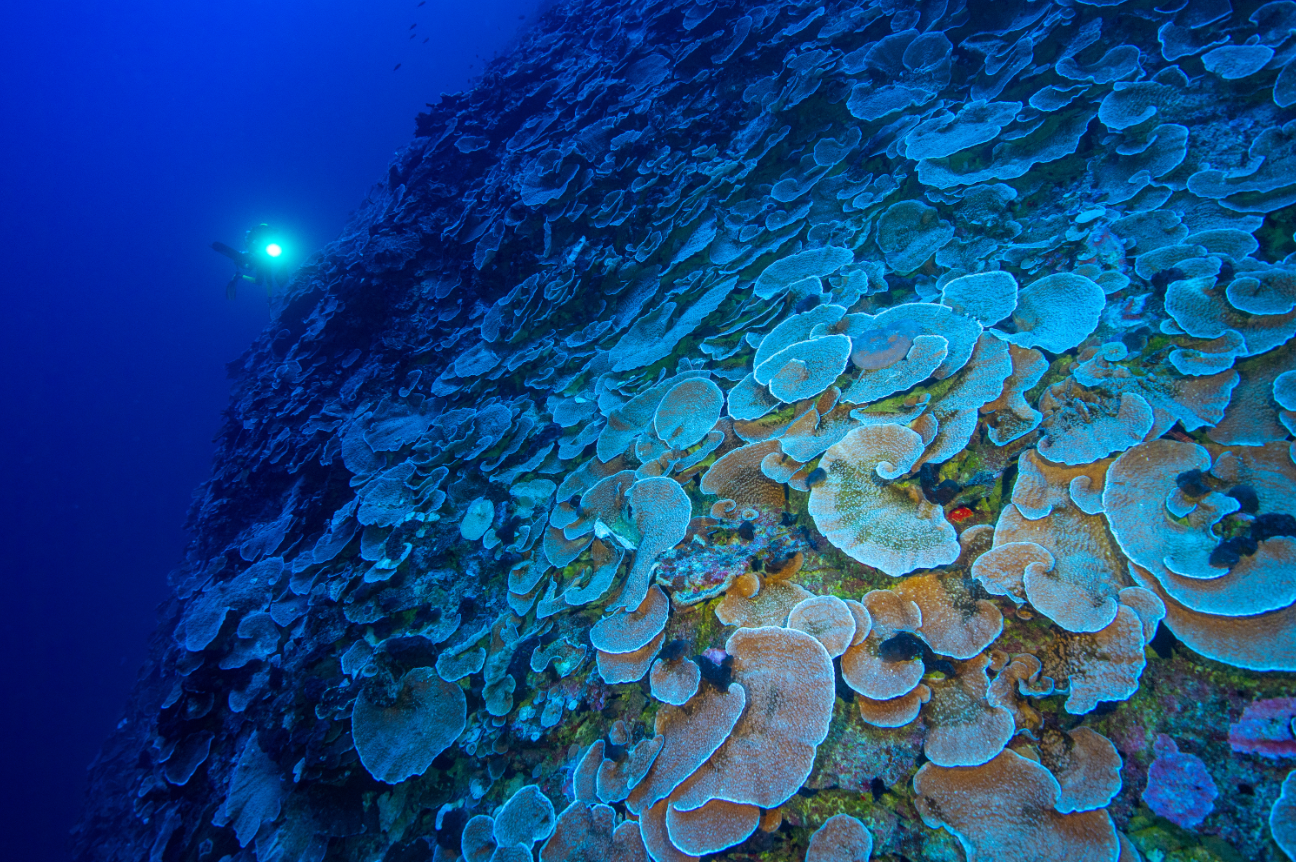 Refuge en eaux profondes, un espoir pour la restauration du corail