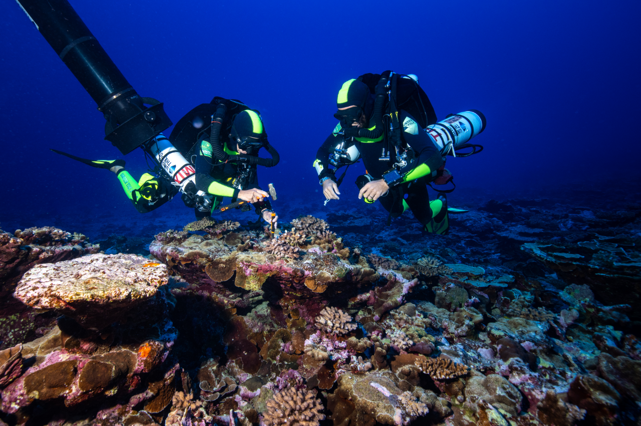Refuge en eaux profondes, un espoir pour la restauration du corail
