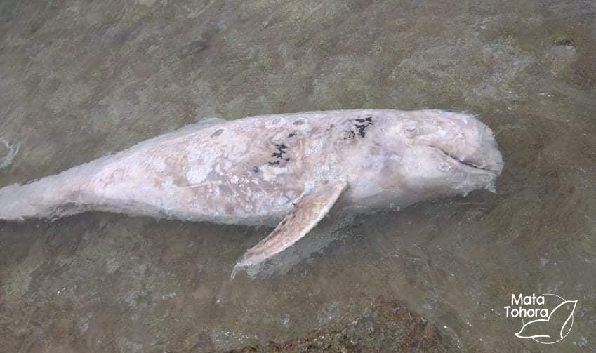 Un dauphin de Risso échoué à Reao