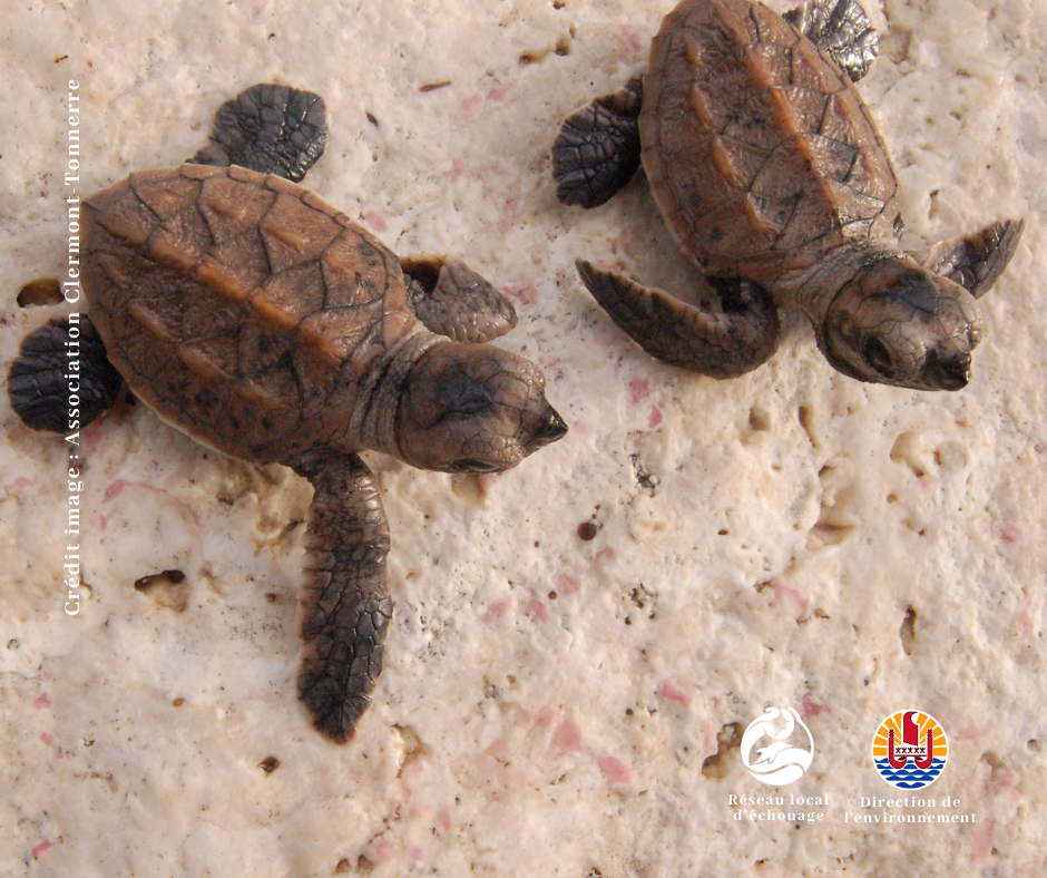 Reao reconnu comme site de ponte de tortues imbriquées