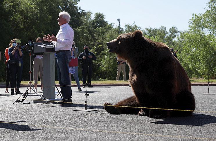 Californie: un candidat au poste de gouverneur fait campagne avec un ours