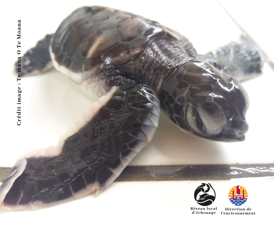 Un nid de 25 tortues découvert à Faaone
