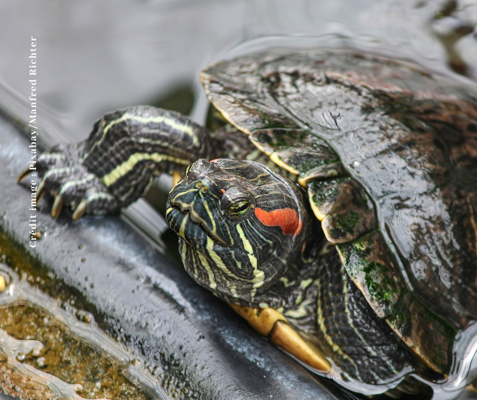 Gare aux tortues de Floride au fenua