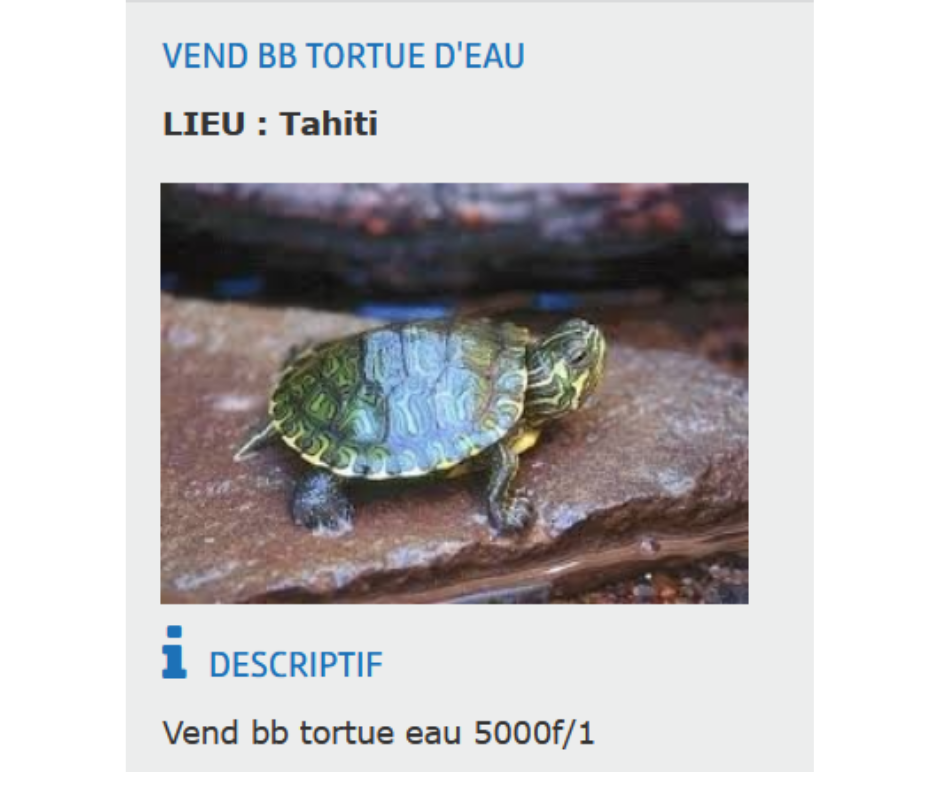 Gare aux tortues de Floride au fenua