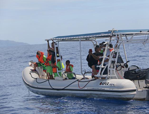 Les dauphins, des espèces à respecter