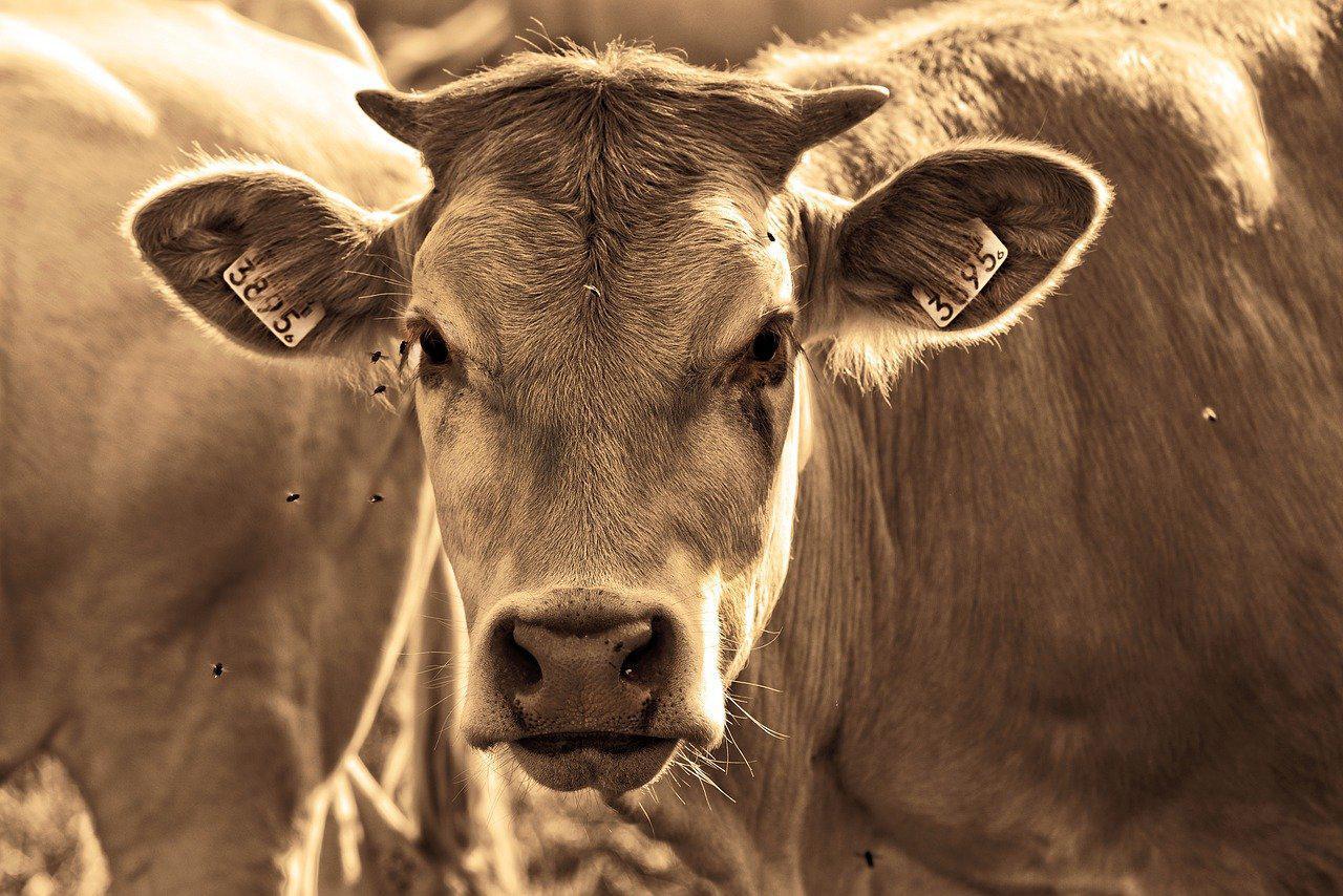 Los Angeles: une vache graciée après son évasion d'un abattoir