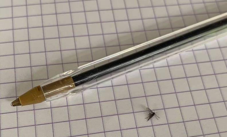 Un petit moucheron qui pose de gros problèmes aux Marquises !
