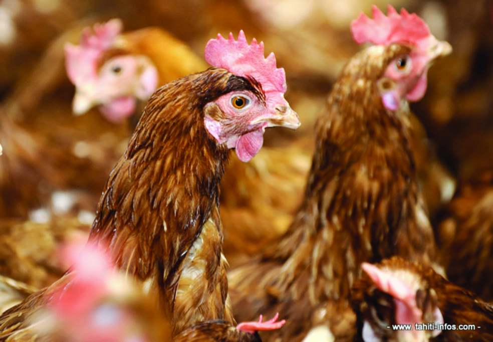 Les œufs de poule classifiés