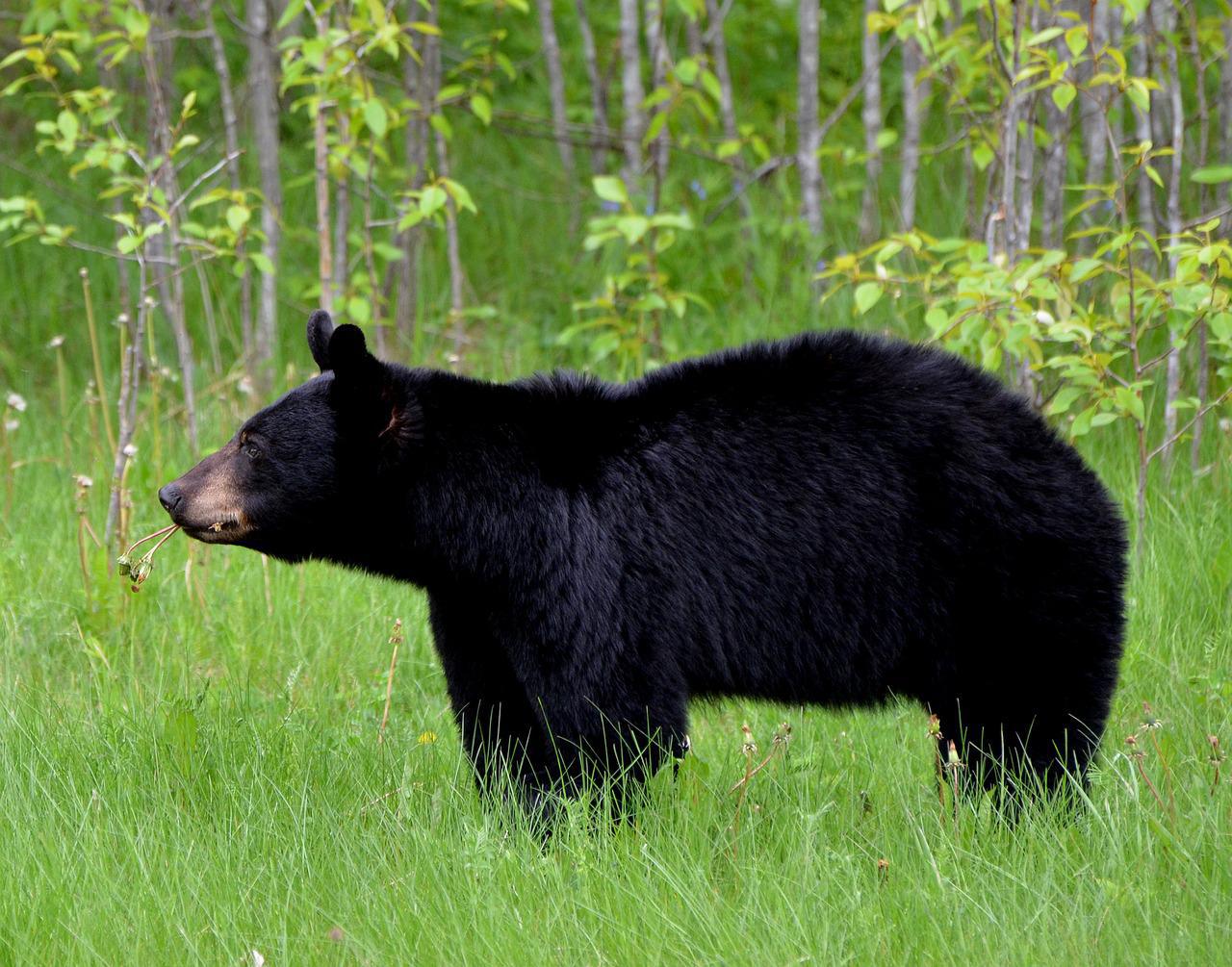 JO-2020: un ours cherche à assister à la première épreuve sportive