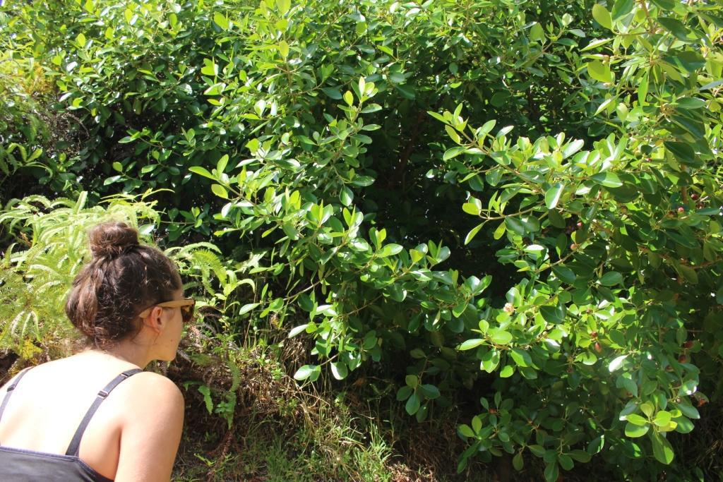 Maeva Devambe observe un jeune plant de Clusia minor.