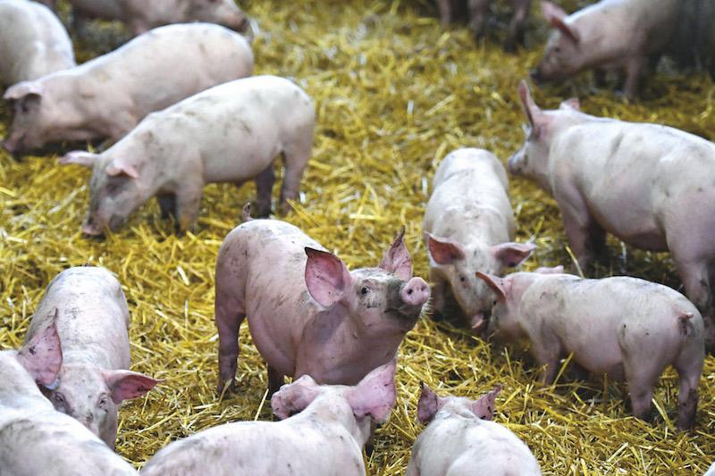 Pas de quartier pour la porcherie de la Presqu’île