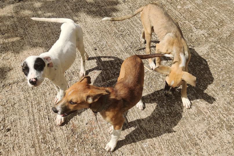 Actuellement, aucune structure n'existe pour lutter contre la prolifération des chiens errants aux Marquises.