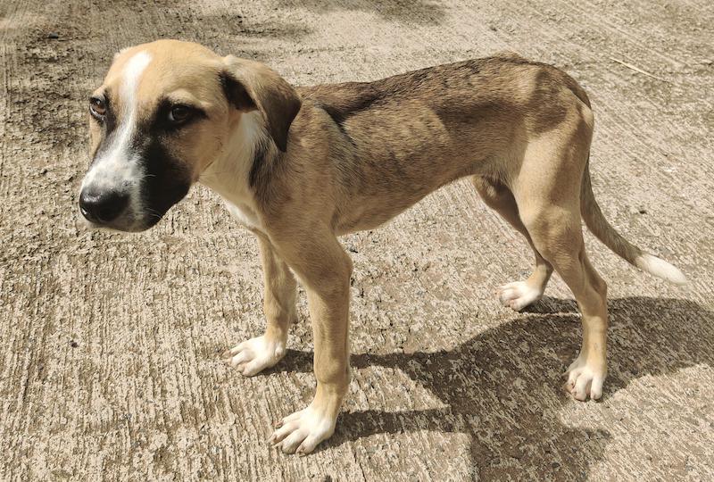 Il est courant de voir des chiens errants, abandonnés aux Marquises, comme partout en Polynésie.
