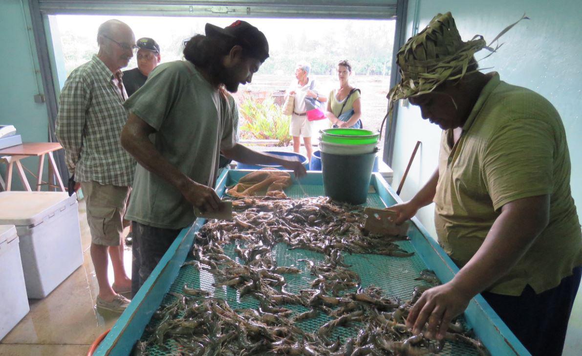 L’aquaculture polynésienne au stade larvaire