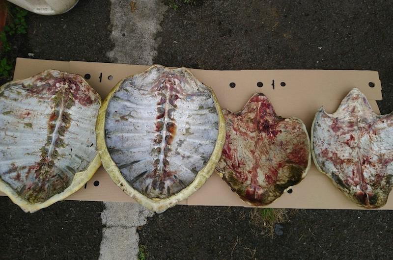 Les braconniers arrêtés après avoir jeté un sac de carapaces de tortue