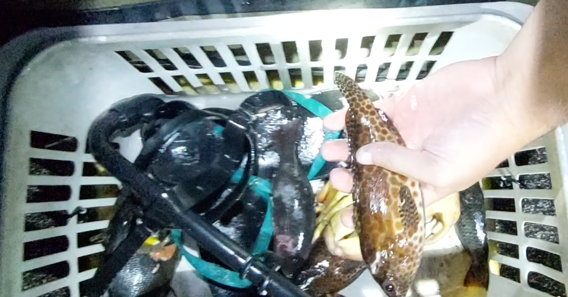 Prises interdites de nuit au fusil de petits poissons et ramassage de cigales de mer, crabes et langoustes