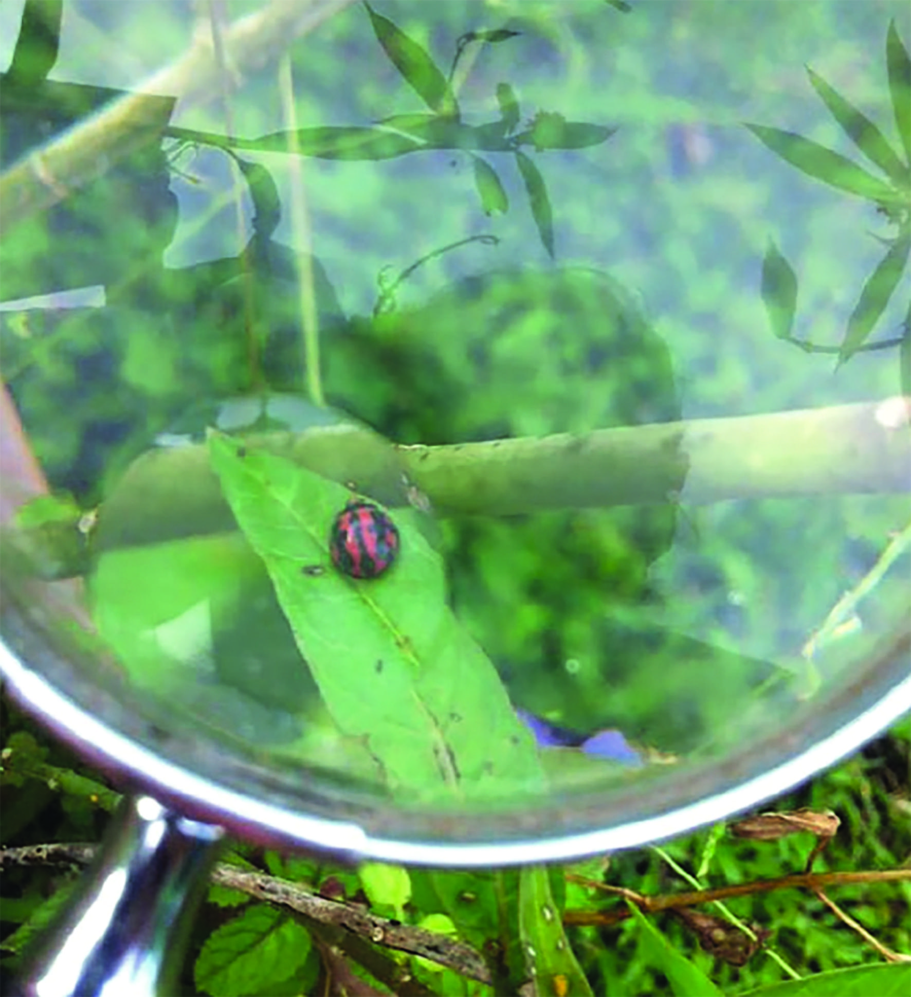 Extrait du guide Les coccinelles de Tahiti.