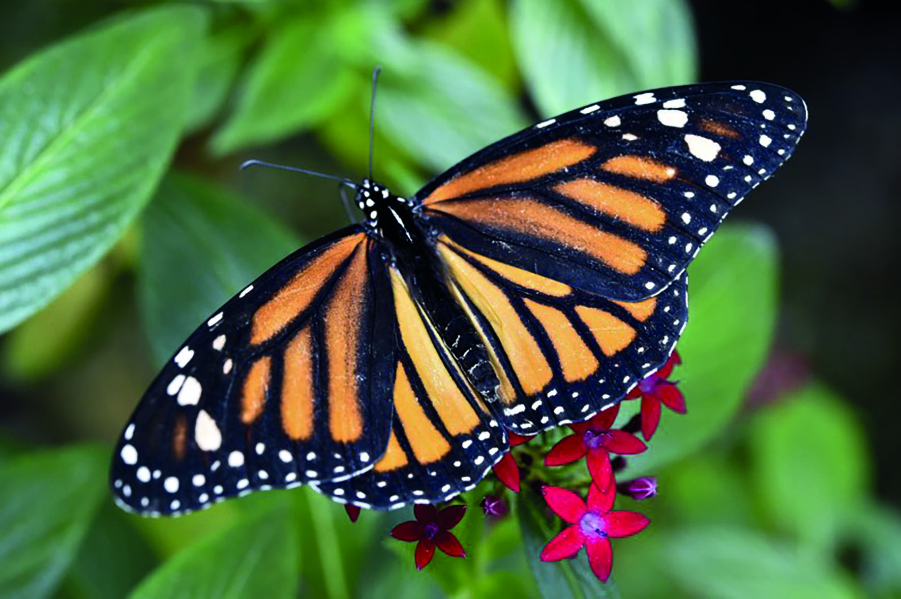 Le monde incroyable des insectes (2/2)