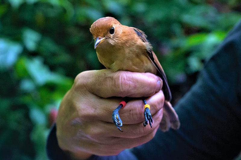 Un des jeunes monarques de Tahiti après son baguage. (Photo : Simon Saada et Manu SOP)
