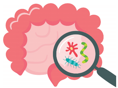 Microbiote intestinal : son rôle chez l’être humain