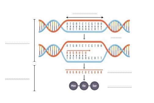 Mieux comprendre l’ADN