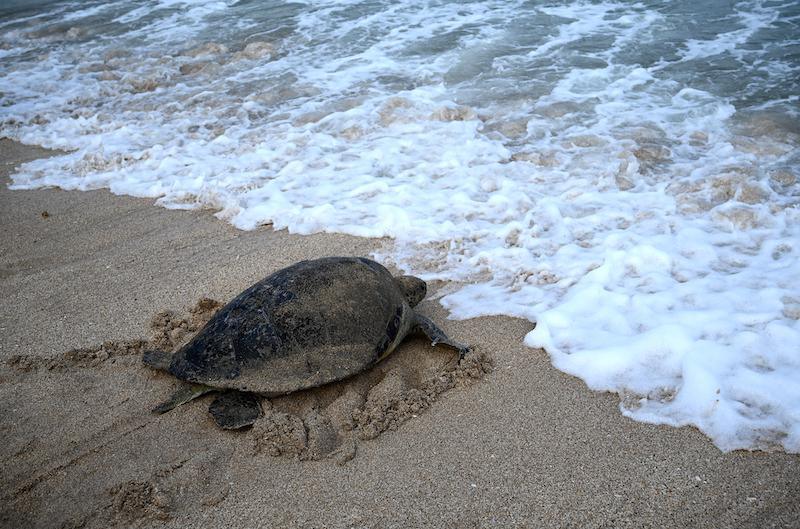 Le procès d'un “massacre” de tortues à Manuae