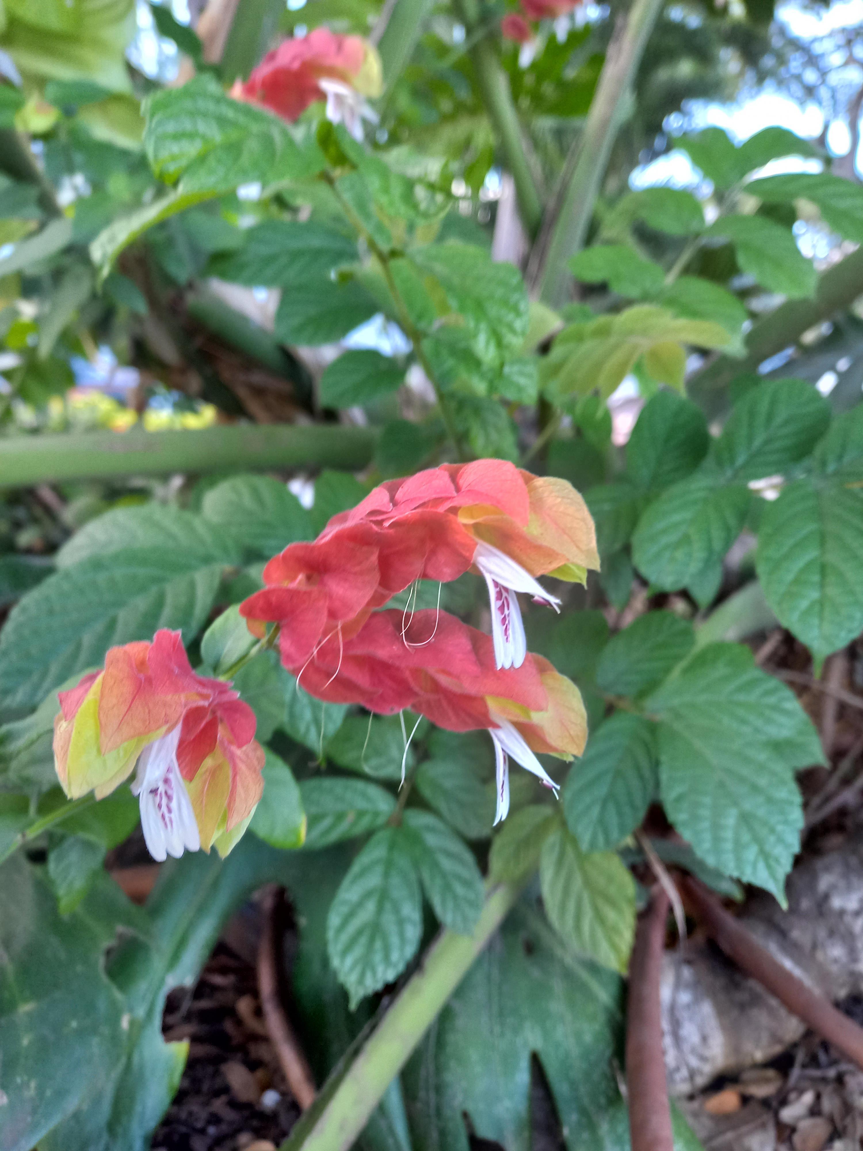 De la fleur au fruit