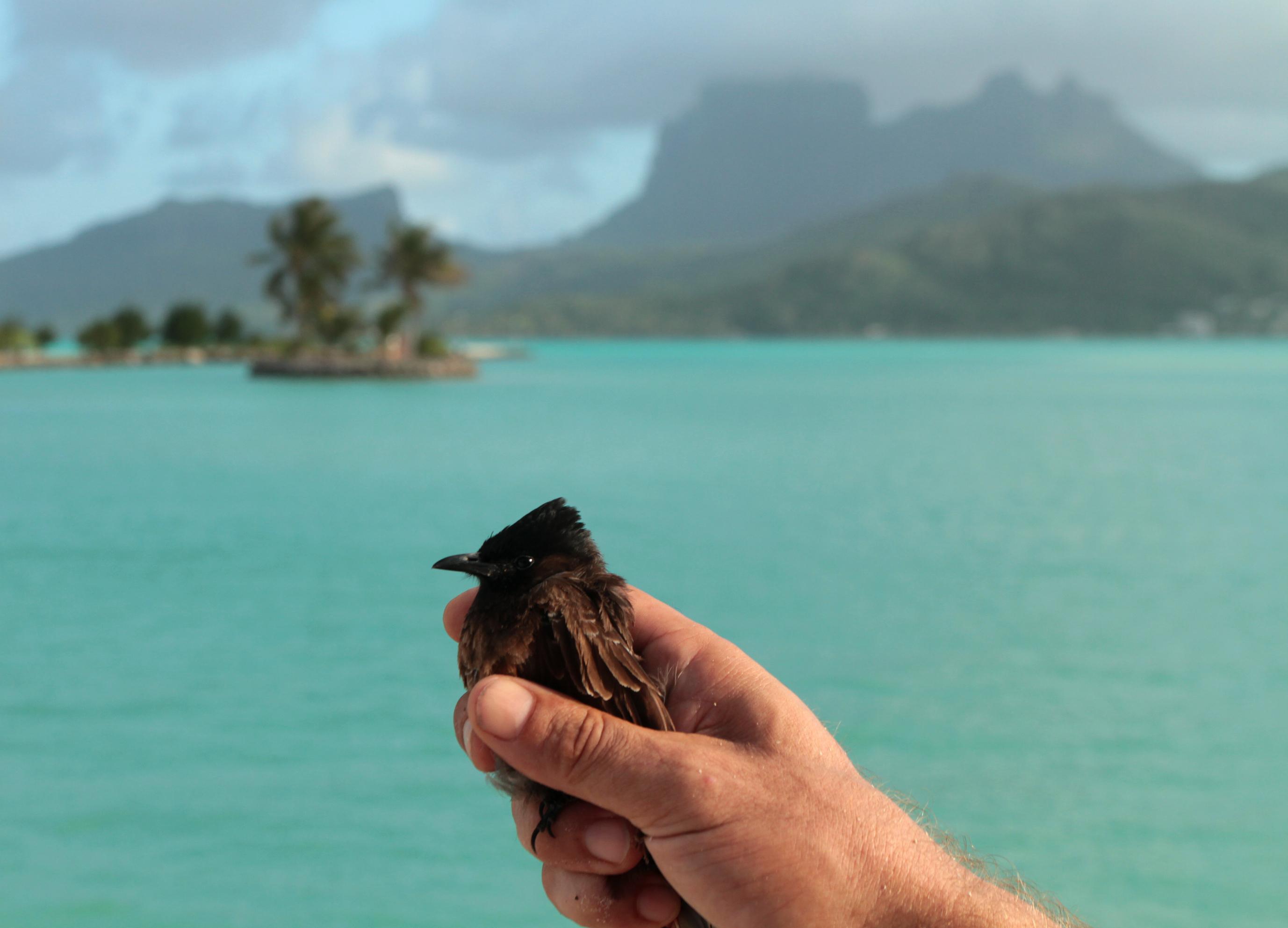 Le bulbul à ventre rouge est en train d'envahir Bora Bora, mais les autorités ont commencé à réagir (crédit Thomas Ghestemme)