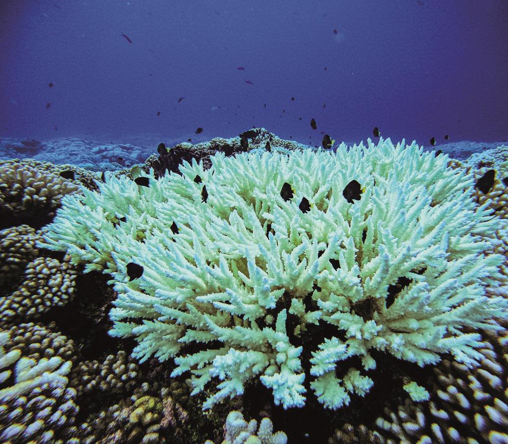 Alerte blanchissement à Fakarava