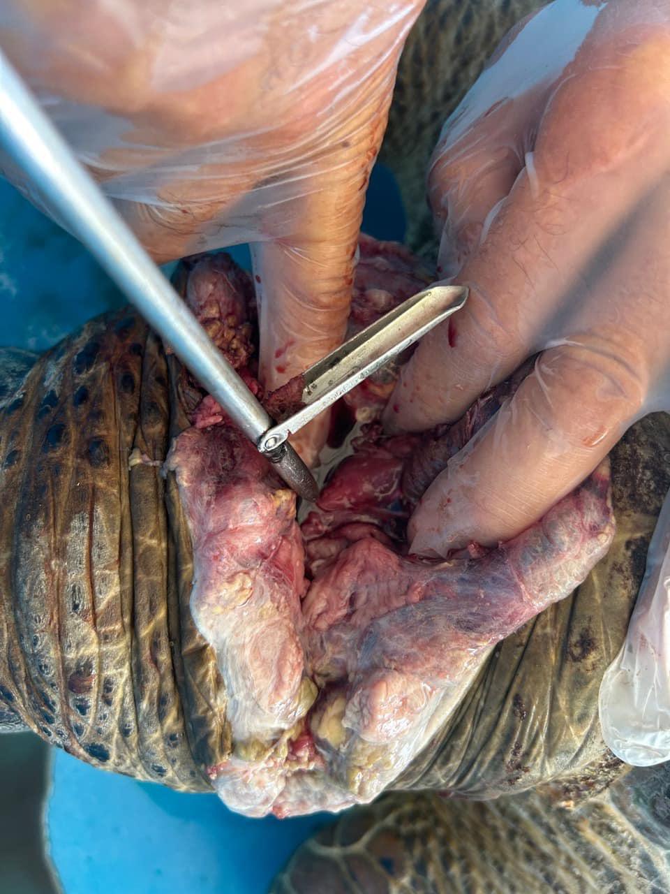Une tortue verte tuée au fusil sous-marin à Faa’a
