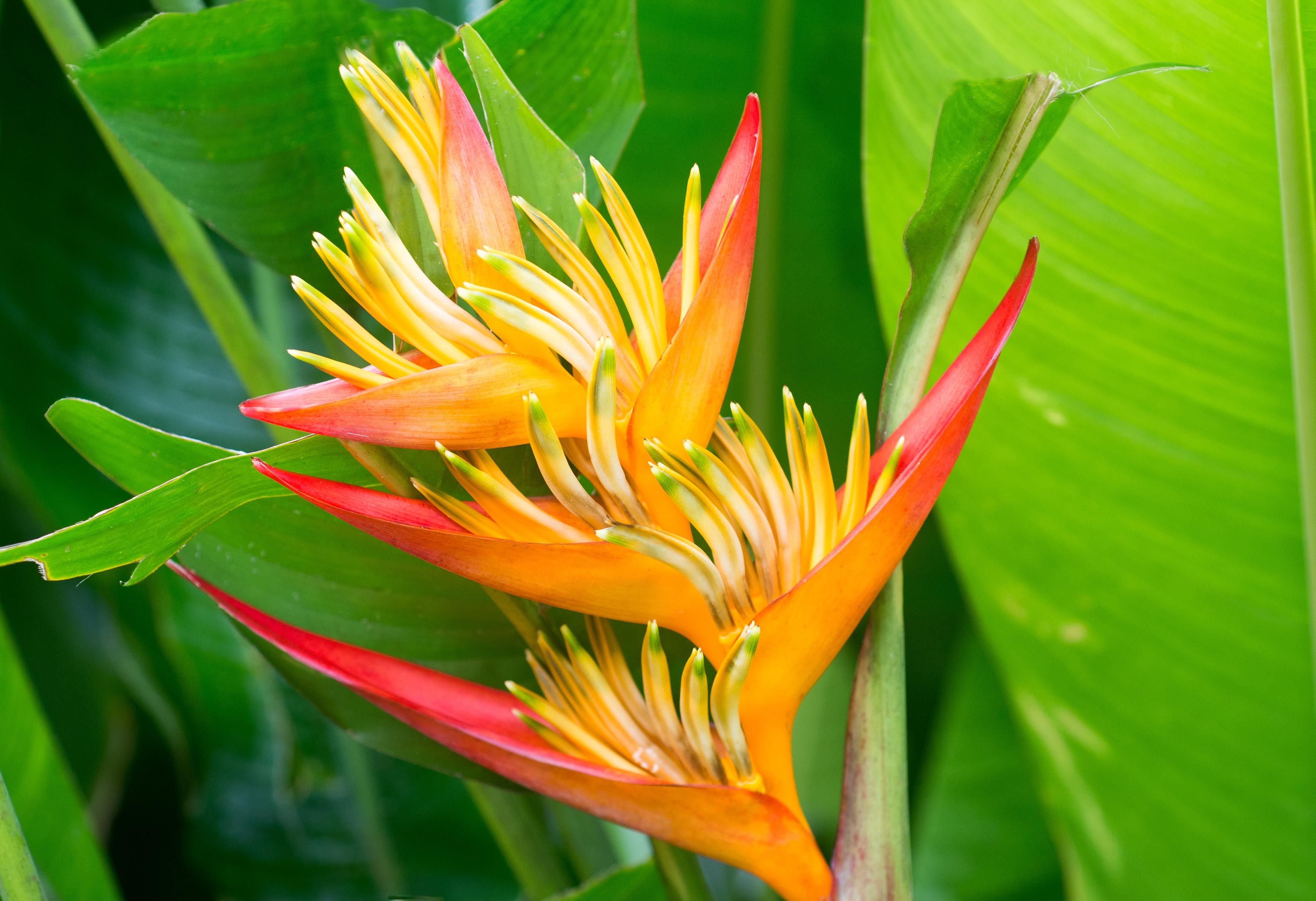 Spathiphyllum, la fleur de lune - Tahiti Heritage