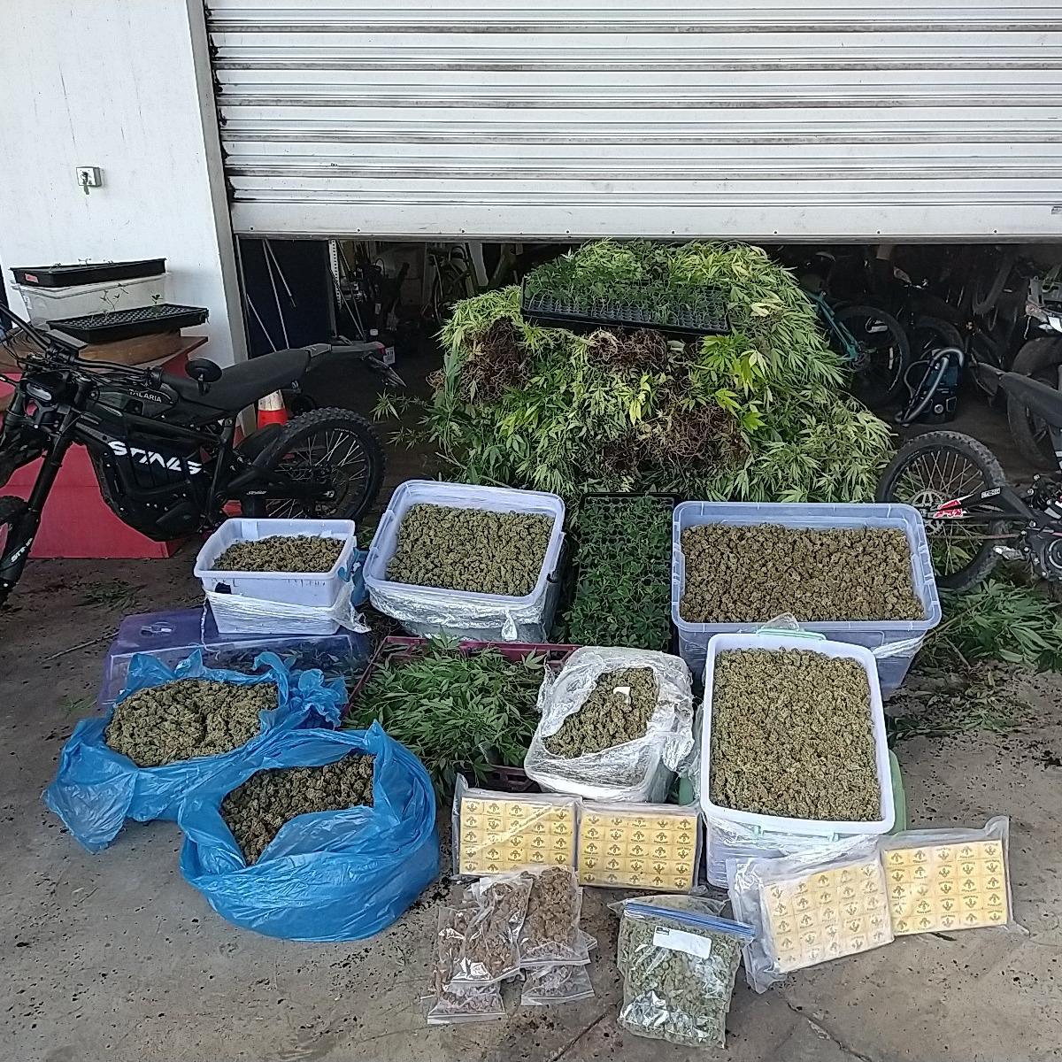 1082 pieds de paka découverts à Punaauia