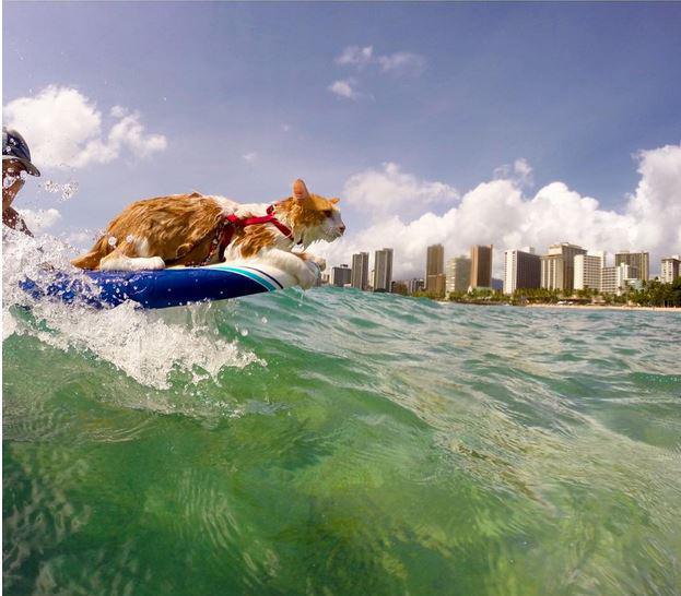 Kuli, le chat surfeur le plus cool de Oahu à Hawaï (vidéo)