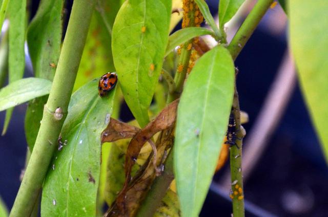 Les coccinelles pourraient revenir en zone urbaine, ProScience s’y emploie