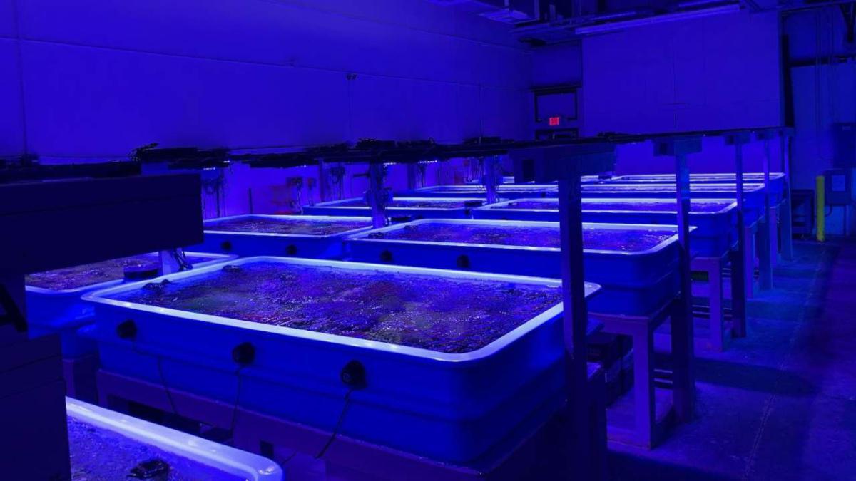 SeaWorld, Disney und andere arbeiten zusammen, um Floridas Korallenriffe zu retten! SeaWorld, Disney und andere arbeiten zusammen, um Floridas Korallenriffe zu retten!