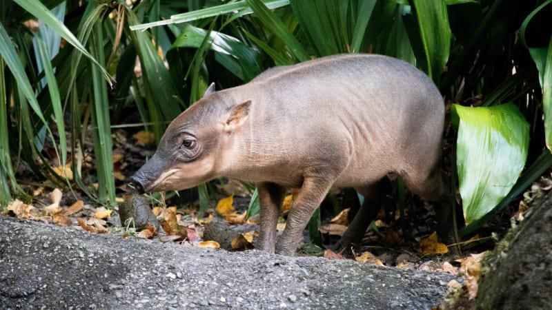 Disneys neuestes Babirusa-Ferkel gibt sein Debüt Disneys neuestes Babirusa-Ferkel gibt sein Debüt
