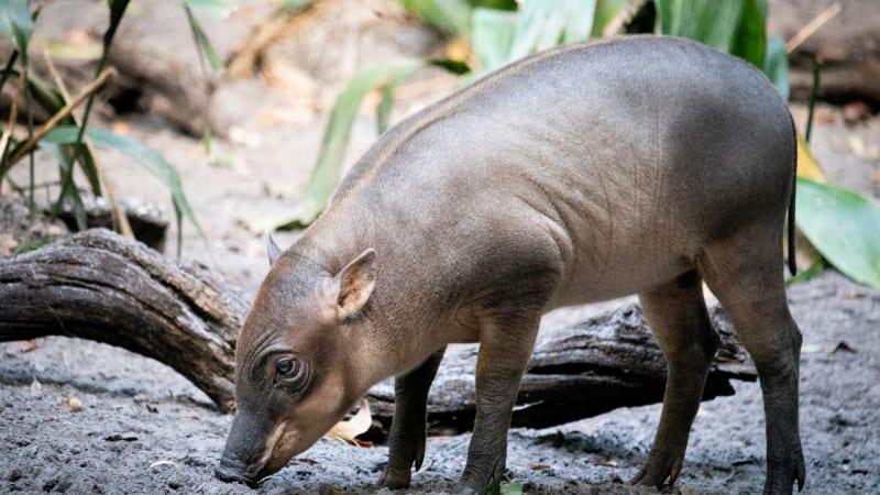 Disneys neuestes Babirusa-Ferkel gibt sein Debüt Disneys neuestes Babirusa-Ferkel gibt sein Debüt