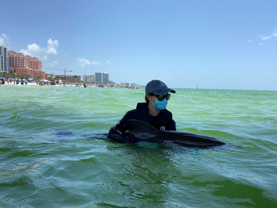 SeaWorld Orlando teilt Neuigkeiten zu geretteten Delfinbaby