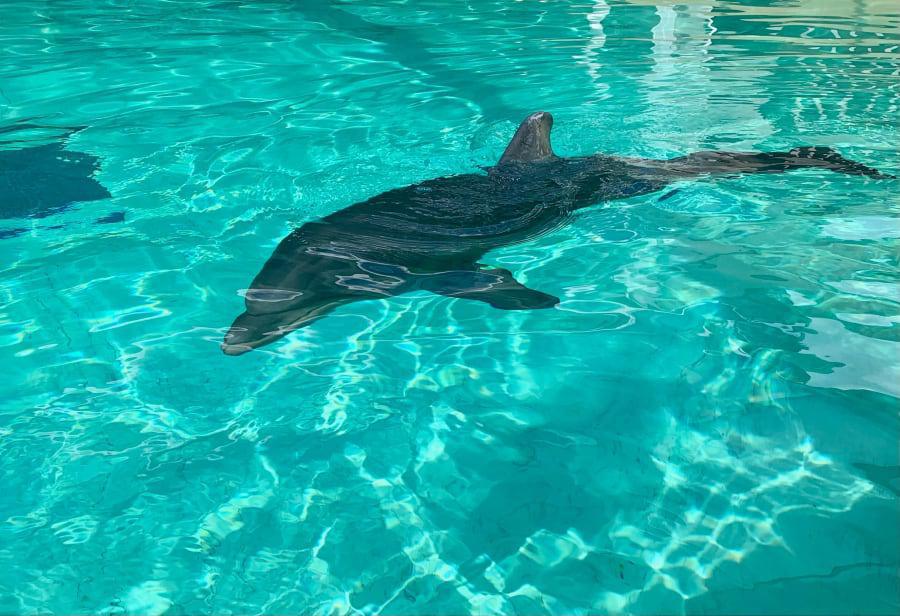 SeaWorld Orlando teilt Neuigkeiten zu geretteten Delfinbaby