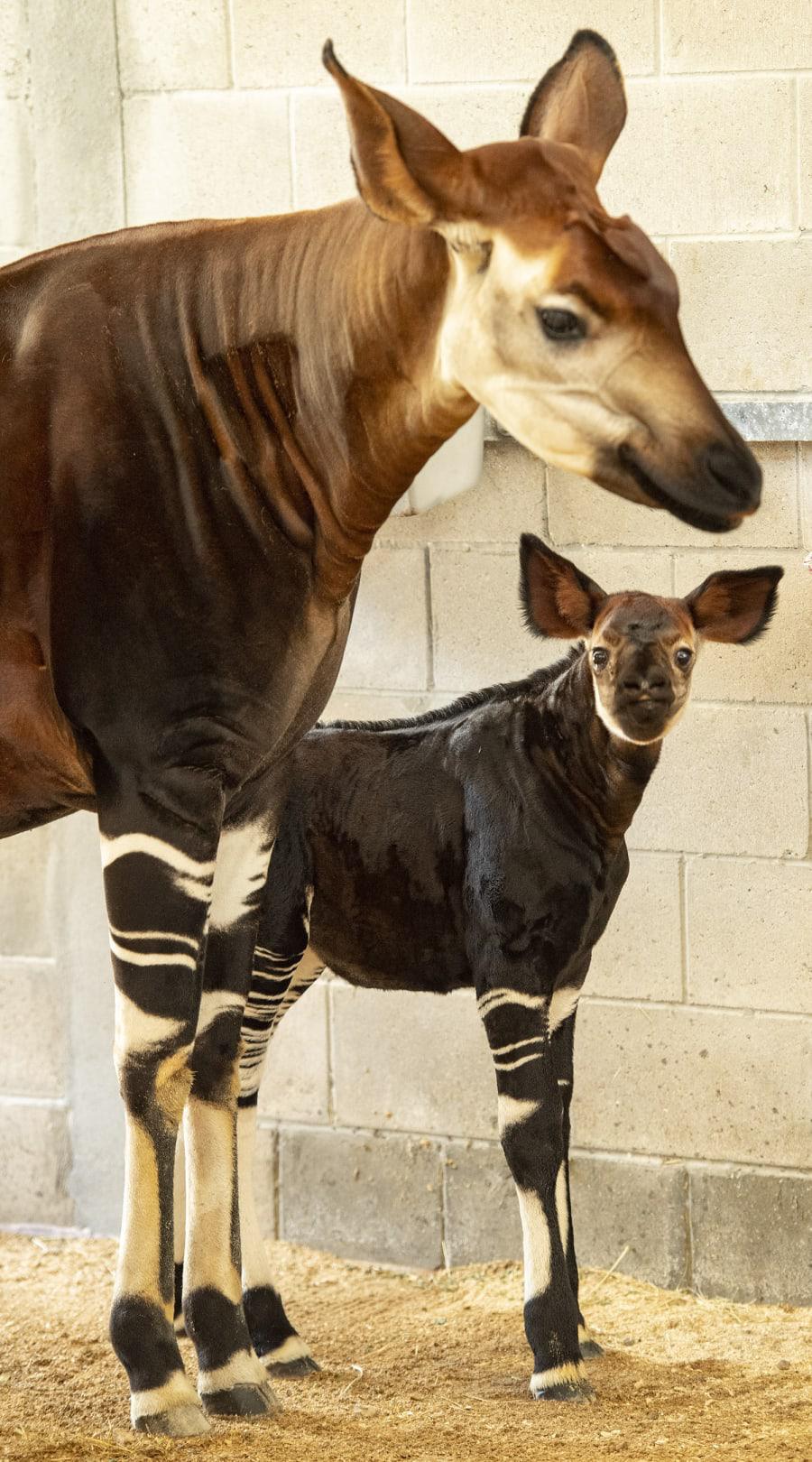 Disney’s Animal Kingdom Lodge heißt Baby-Okapi willkommen