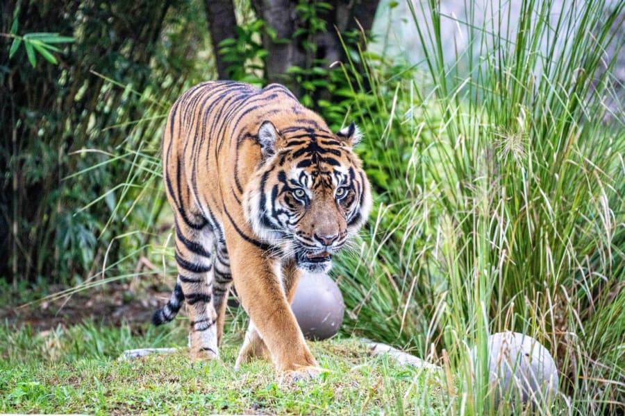 Hallo Conrad: Disneys neuer Sumatra-Tiger