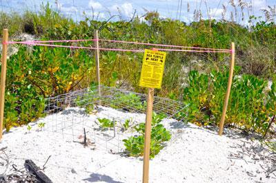Traumstrände und Kristallblaues Wasser - Alles über Floridas Strände Traumstrände und Kristallblaues Wasser - Alles über Floridas Strände