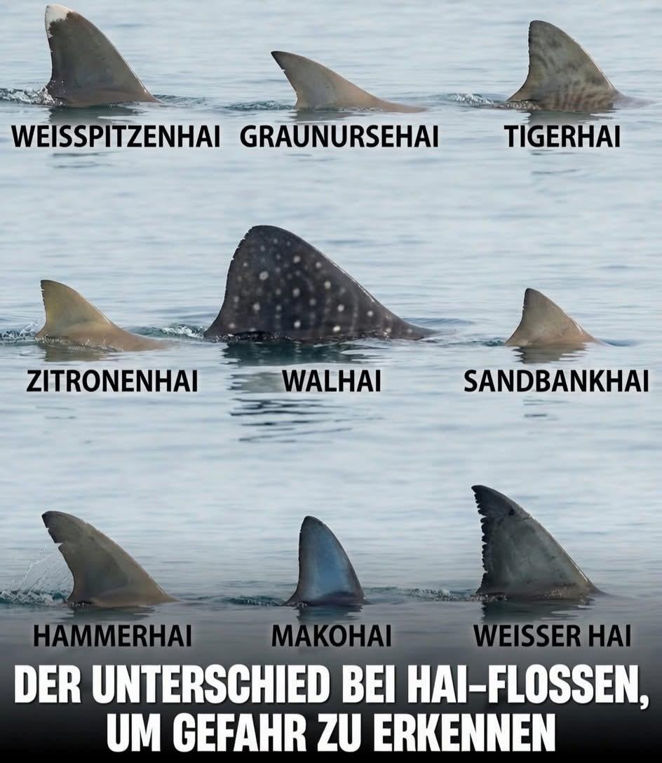 Haie in Florida - Arten, Angriffe, Fakten und Informationen