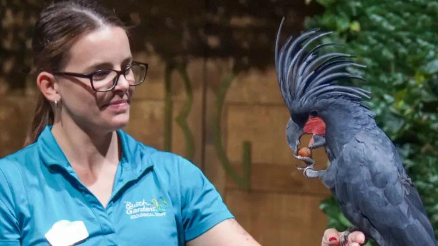 Busch Gardens Tampa Bay enthüllt aufregende Neuheiten für 2024! Busch Gardens Tampa Bay enthüllt aufregende Neuheiten für 2024!