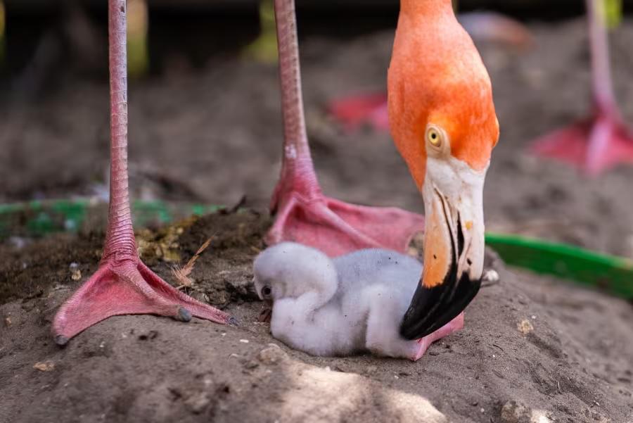 Discovery Cove feiert die Geburt eines Flamingobabys