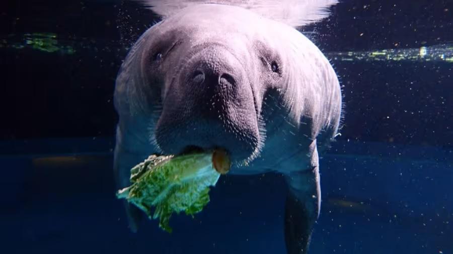 Disney verlegt Delfine im EPCOT dauerhaft und tauscht Manatees aus Disney verlegt Delfine im EPCOT dauerhaft und tauscht Manatees aus