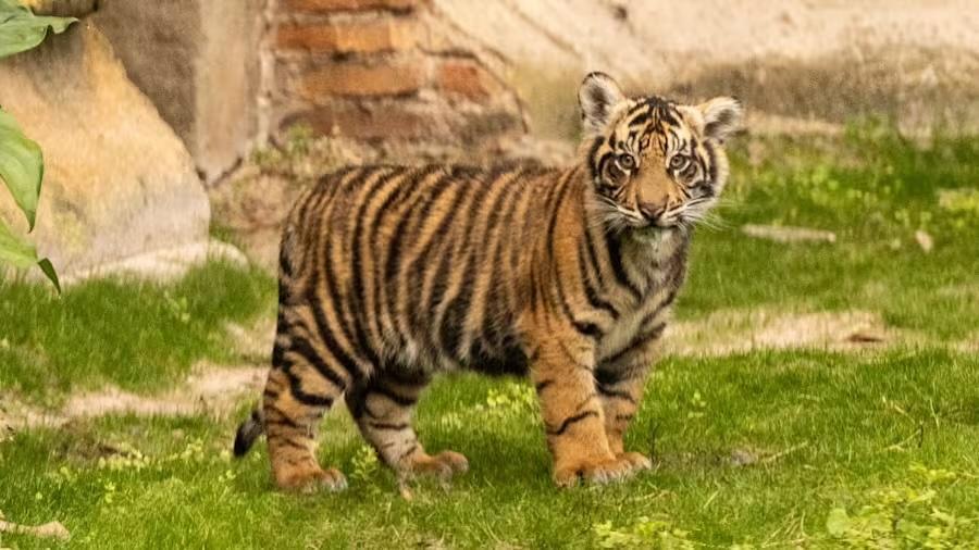 Tigerjunges „Bakso“ gibt sein Debüt in Disneys Animal Kingdom Tigerjunges „Bakso“ gibt sein Debüt in Disneys Animal Kingdom