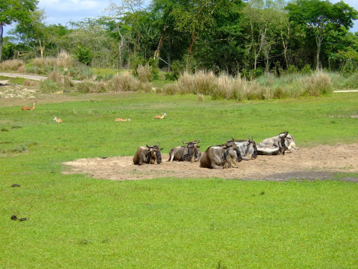 Disney's Animal Kingdom - Tiere und tolle Attraktionen Disney's Animal Kingdom - Tiere und tolle Attraktionen