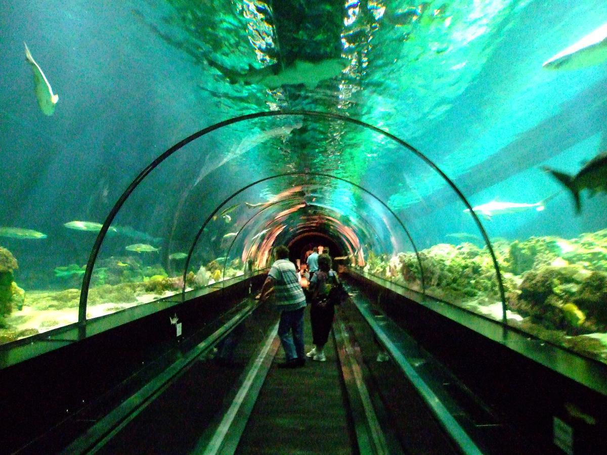 SeaWorld - Erlebe die Welt der Meerestiere und Adrenalin