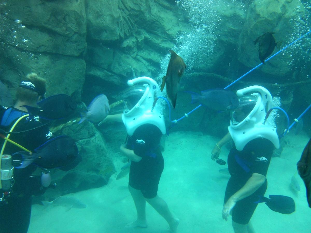 Discovery Cove - Ein tropisches Paradies mit tollen Tierbegegnungen Discovery Cove - Ein tropisches Paradies mit tollen Tierbegegnungen